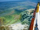 Algae on the way to Magnetic Island from Macushla Bay. This horrible muck covers thousands of square miles of ocean at certain times of the year. Stinks too! 26-12-12