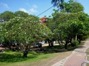 Cooktown frangipani and poinciana. Just beautiful. 25-11-12