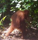 Kalimantan Orangutan. Tanjung Puting National Park. 29/30-10-2013