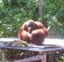 Corporal. Young, dominant male orangutan. Tanjung Puting National Park, Kalimantan 29/30-10-13