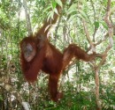 Kalimantan orangutan.Tanjung Puting National Park. 29/30-10-13