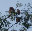 Proboscis monkeys resting in the tree top. Kalimantan. 29/30-10-13