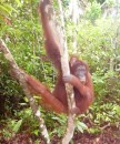 Kalimantan orangutan. Tanjung Puting National Park. 29/30-10-13