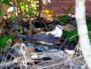 Terns on Low Island. 11-10-12