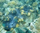 Giant clam, Watson