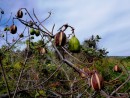 Kapok pods in various stages of maturity. Lizard Island.20-10-12