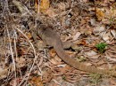The reeason Cook named it Lizard Island. Lizards were the only wildlife he saw! 20-10-12