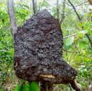Lizard Island termite nest in a tree. 20-10-12