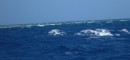 Switzer Reef, on way from Howick island to Barrow Point and Cape Melville.26-10-12
