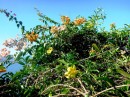 Tropical flowers at Port Douglas. 7-10-12