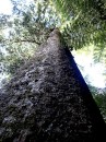 Another giant Kauri tree