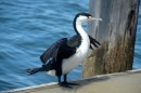 A Pied Shag drying its wings on the work jetty