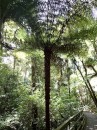 Indigenous tree fern