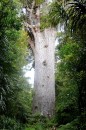 Tane Mahuta - Lord of the Forest oldest Kauri tree in New Zealand