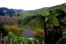 Whanganui River valley vegetation with tree fern on right