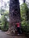 Definitely a big tree