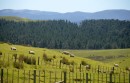 The sheep of New Zealand - in this case on the Aupouri Peninsula