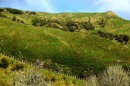 Sheep in the Whanganui River valley