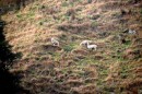 Sheep making a living on a steep slope in the Whanganui River Valley