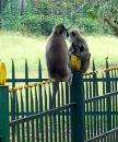 Macaques in Anuradhapura