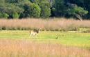 Spotted Deer in Field