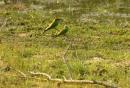 Another two chestnut-headed bee-eater