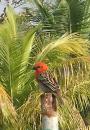 Frequent bird sentries on the short walk to Eden Island plaza: This is a Madagascar Red Fody