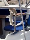 Small hammerhead: This young shark was caught on the charter catamaran moored behind us.