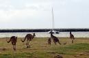 Kangaroos Near the Marina