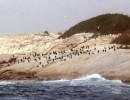 Little penguins in the Bicheno harbhour