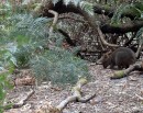 A southern brown Bandicoot we think in Narawntapu National Park