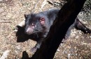 Another Tasmanian Devil in the rescue center