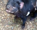 Tasmanian Devil in a rescue center at Cradle Mountain