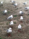 Seagulls waiting for a  meal outside our cabin in a caravan park