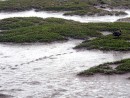Black swan seeks better ground as tide recedes in the wetland