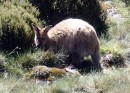 Wallabee in Cradle Mountain National Park