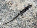 One of many small lizards in Freycinet National Park