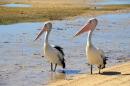 Pelicans on Eyre Peninsula