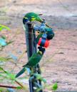 Rainbow Lorikeet: After water in the Norseman holiday park