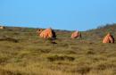 Termite Mounds: In West Australia north of Carnarvon