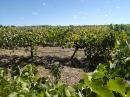 Grape Vines: Lancaster Winery
