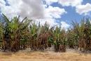 Banana Plantations, Carnarvon: About two weeks after we passed through many of the plantations were ruined by a cyclone