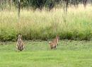 Wallabees Hanging Out at Fitzroy Crossing Resort