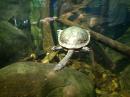 Long Necked Turtle: In Townsville Aquarium