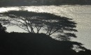 A tree overlooking Opunohu Bay.

La baie Opunohu en fin d