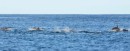Dolphin pack hunting fish in Ivaiva Bay