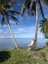 Dominique supporting a coconut tree near the marae.