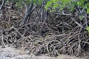 The tangle of mangrove roots at low tide.