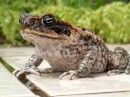 This toad was rescued from the pool.  He is too tired to jump away from the camera.