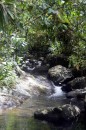 A mountain stream flowing through the forest
